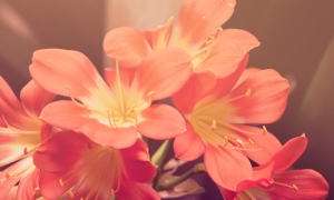 Photo Demo 10